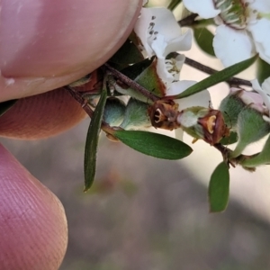 Eupolemus angularis at Stromlo, ACT - 30 Nov 2021