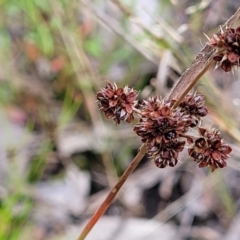 Luzula densiflora (Dense Wood-rush) at Block 402 - 30 Nov 2021 by trevorpreston