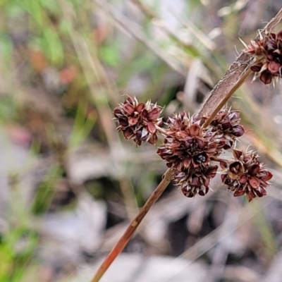 Luzula densiflora (Dense Wood-rush) at Stromlo, ACT - 30 Nov 2021 by tpreston