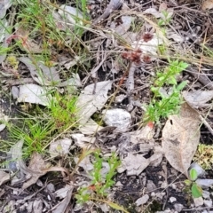 Luzula densiflora at Stromlo, ACT - 30 Nov 2021