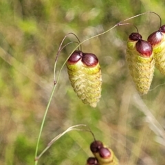 Briza maxima (Quaking Grass, Blowfly Grass) at Block 402 - 30 Nov 2021 by trevorpreston