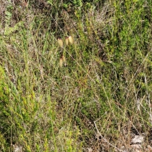 Briza maxima at Stromlo, ACT - 30 Nov 2021