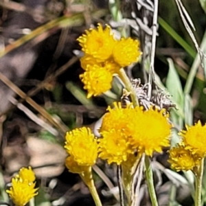 Chrysocephalum apiculatum at Stromlo, ACT - 30 Nov 2021 04:02 PM