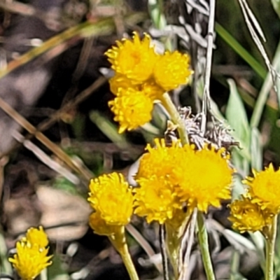 Chrysocephalum apiculatum (Common Everlasting) at Stromlo, ACT - 30 Nov 2021 by trevorpreston