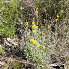 Chrysocephalum apiculatum at Stromlo, ACT - 30 Nov 2021 04:02 PM