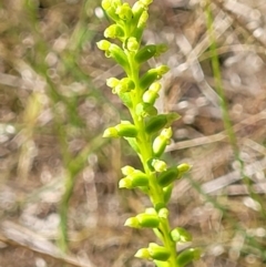 Microtis sp. (Onion Orchid) at Block 402 - 30 Nov 2021 by trevorpreston