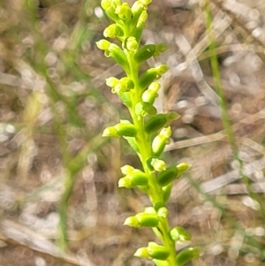 Microtis sp. at Stromlo, ACT - suppressed