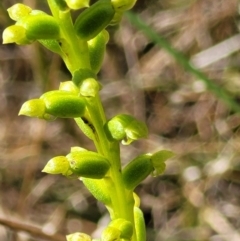 Microtis sp. at Stromlo, ACT - suppressed