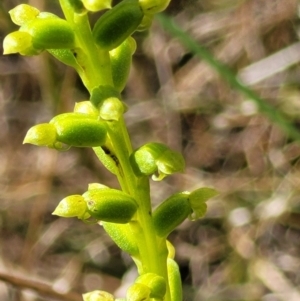 Microtis sp. at Stromlo, ACT - 30 Nov 2021