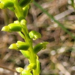 Microtis sp. at Stromlo, ACT - suppressed