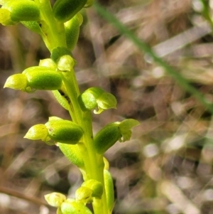 Microtis sp. at Stromlo, ACT - suppressed