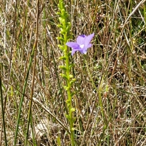 Microtis sp. at Stromlo, ACT - 30 Nov 2021