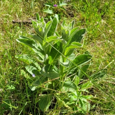 Verbascum thapsus subsp. thapsus (Great Mullein, Aaron's Rod) at Block 402 - 30 Nov 2021 by trevorpreston