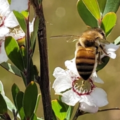 Apis mellifera (European honey bee) at Block 402 - 30 Nov 2021 by trevorpreston