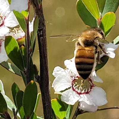 Apis mellifera (European honey bee) at Piney Ridge - 30 Nov 2021 by tpreston