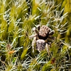 Maratus vespertilio (Bat-like peacock spider) at Piney Ridge - 30 Nov 2021 by tpreston