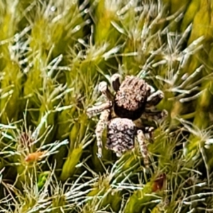 Maratus vespertilio at Stromlo, ACT - suppressed