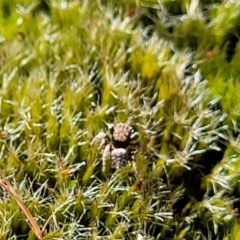 Maratus vespertilio at Stromlo, ACT - suppressed