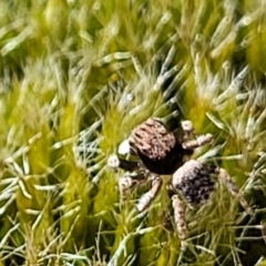 Maratus vespertilio at Stromlo, ACT - suppressed