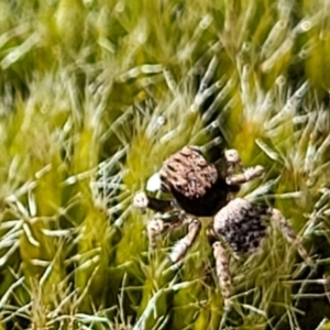 Maratus vespertilio at Stromlo, ACT - suppressed