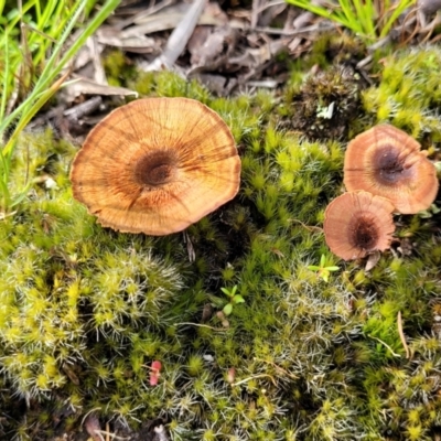 Coltricia sp. at Piney Ridge - 30 Nov 2021 by trevorpreston