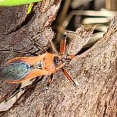 Gminatus australis (Orange assassin bug) at Block 402 - 30 Nov 2021 by trevorpreston
