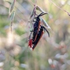 Porrostoma sp. (genus) (Lycid, Net-winged beetle) at Hackett, ACT - 30 Nov 2021 by sbittinger