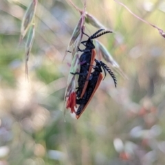 Porrostoma sp. (genus) (Lycid, Net-winged beetle) at Hackett, ACT - 29 Nov 2021 by sbittinger