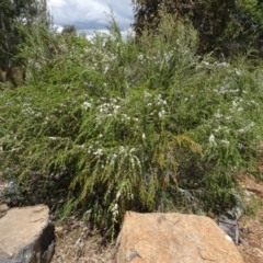 Leptospermum sp. (Tea Tree) at Molonglo Valley, ACT - 30 Nov 2021 by AndyRussell