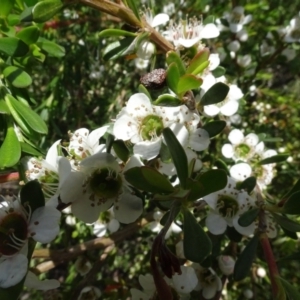 Leptospermum sp. at Molonglo Valley, ACT - 30 Nov 2021