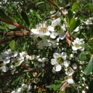 Leptospermum sp. at Molonglo Valley, ACT - 30 Nov 2021