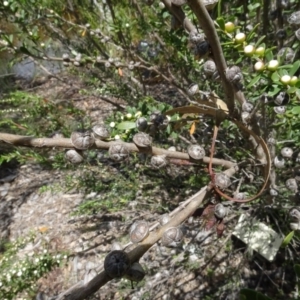 Leptospermum sp. at Molonglo Valley, ACT - 30 Nov 2021