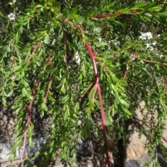 Leptospermum sp. at Molonglo Valley, ACT - 30 Nov 2021