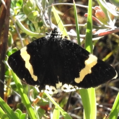 Eutrichopidia latinus (Yellow-banded Day-moth) at Tuggeranong Pines - 29 Nov 2021 by JohnBundock