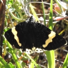 Eutrichopidia latinus (Yellow-banded Day-moth) at Tralee, NSW - 29 Nov 2021 by JohnBundock