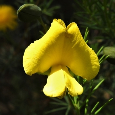 Gompholobium huegelii (Pale Wedge Pea) at Tuggeranong Pines - 30 Nov 2021 by JohnBundock