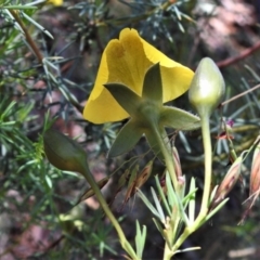 Gompholobium huegelii at Tralee, NSW - 30 Nov 2021