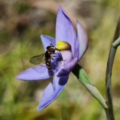 Melangyna viridiceps (Hover fly) at Cotter River, ACT - 30 Nov 2021 by RobG1