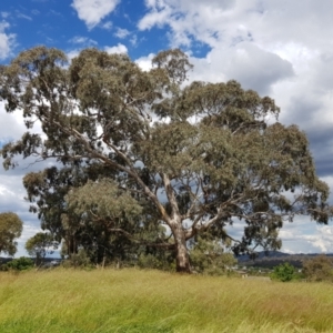 Eucalyptus melliodora at Amaroo, ACT - 30 Nov 2021