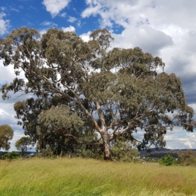 Eucalyptus melliodora (Yellow Box) at Amaroo, ACT - 30 Nov 2021 by MatthewFrawley