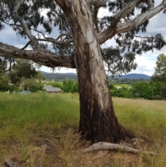 Eucalyptus melliodora at Amaroo, ACT - 30 Nov 2021 03:39 PM