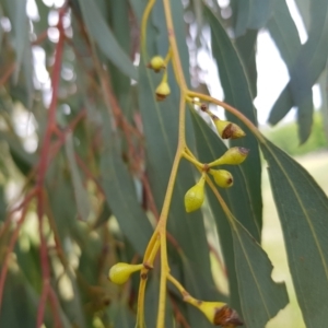 Eucalyptus melliodora at Amaroo, ACT - 30 Nov 2021 03:39 PM