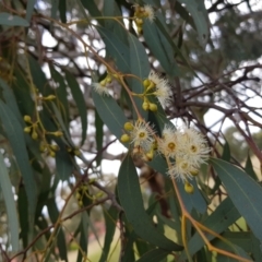 Eucalyptus melliodora at Amaroo, ACT - 30 Nov 2021 03:39 PM