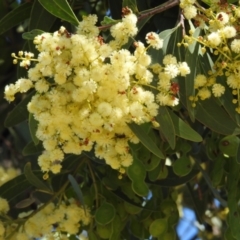 Acacia falciformis (Broad-leaved Hickory) at Tralee, NSW - 30 Nov 2021 by JohnBundock