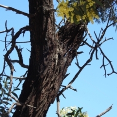 Acacia falciformis at Tralee, NSW - 30 Nov 2021