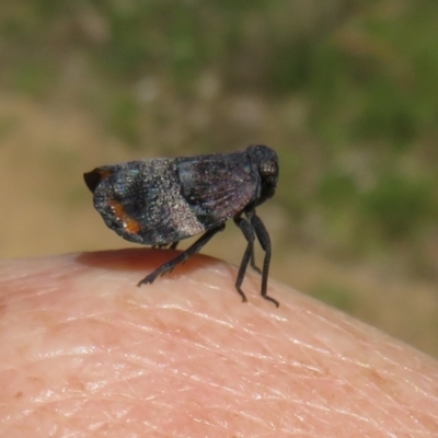 Platybrachys vidua (Eye-patterned Gum Hopper) at Cotter River, ACT - 28 Nov 2021 by Christine