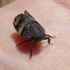 Platybrachys vidua at Cotter River, ACT - 29 Nov 2021 10:47 AM