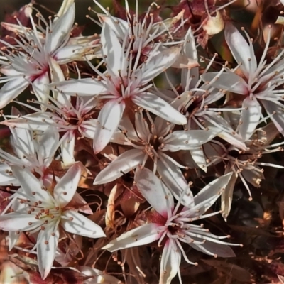 Calytrix tetragona (Common Fringe-myrtle) at Tralee, NSW - 30 Nov 2021 by JohnBundock