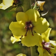 Verbascum virgatum (Green Mullein) at Chisholm, ACT - 29 Nov 2021 by JohnBundock