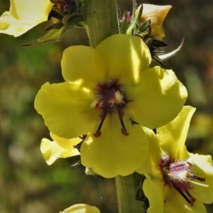 Verbascum virgatum at Chisholm, ACT - 30 Nov 2021 10:00 AM